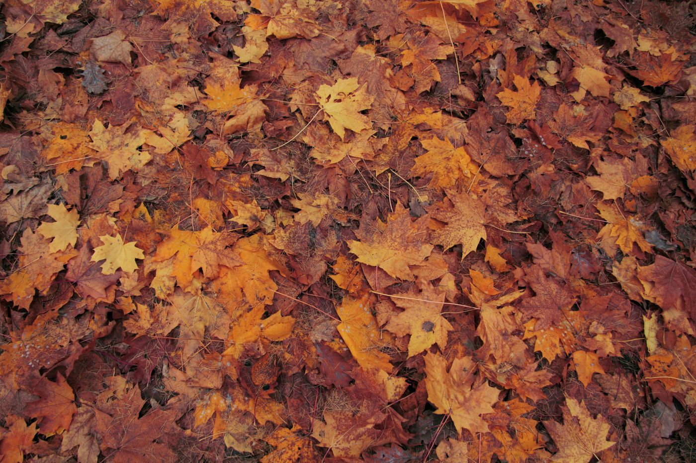 An array of colorful autumn leaves creating a natural carpet on the forest floor, showcasing the beauty of fall