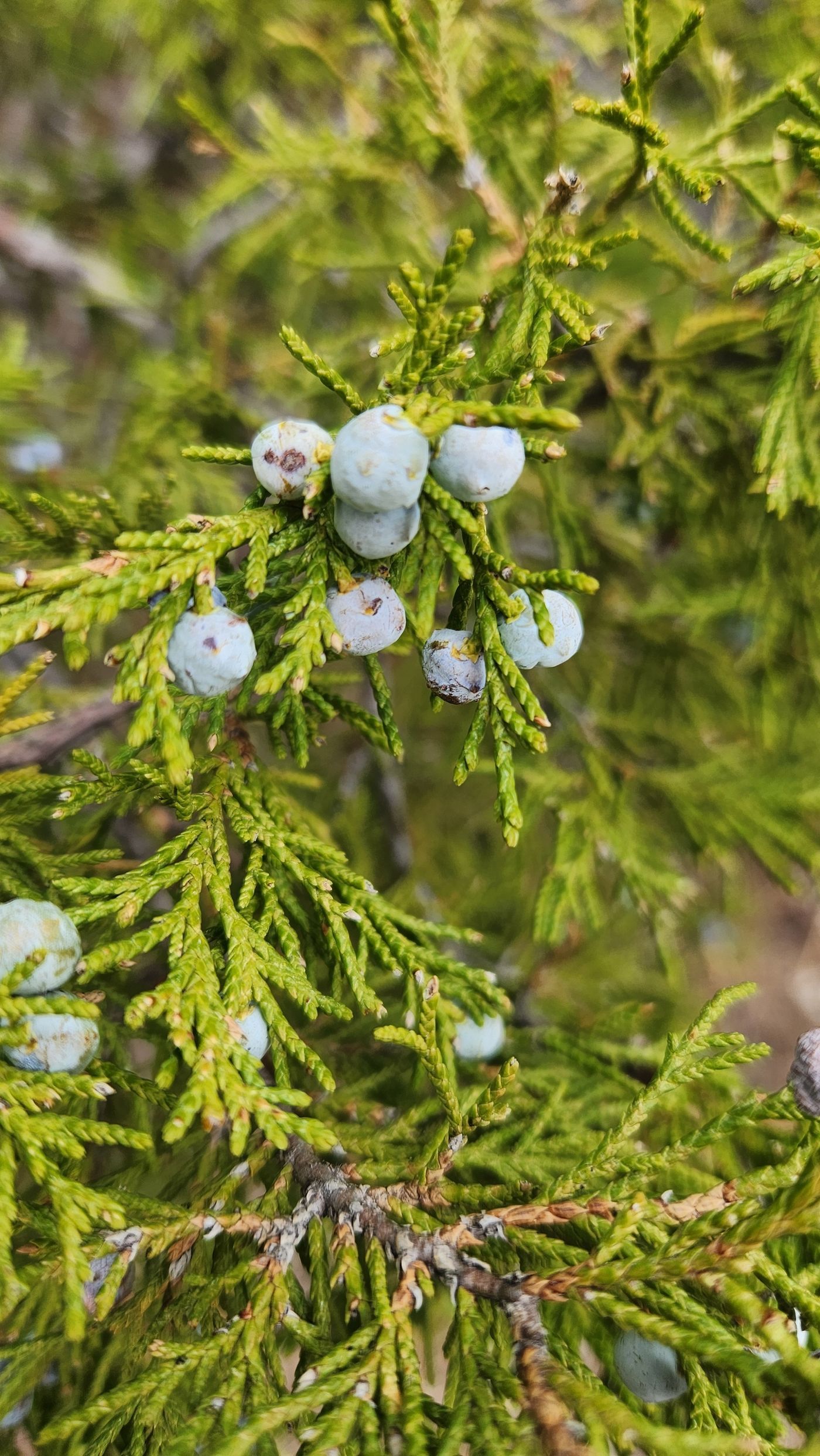 Detailed view of juniper berries on a coniferous branch with lush green foliage