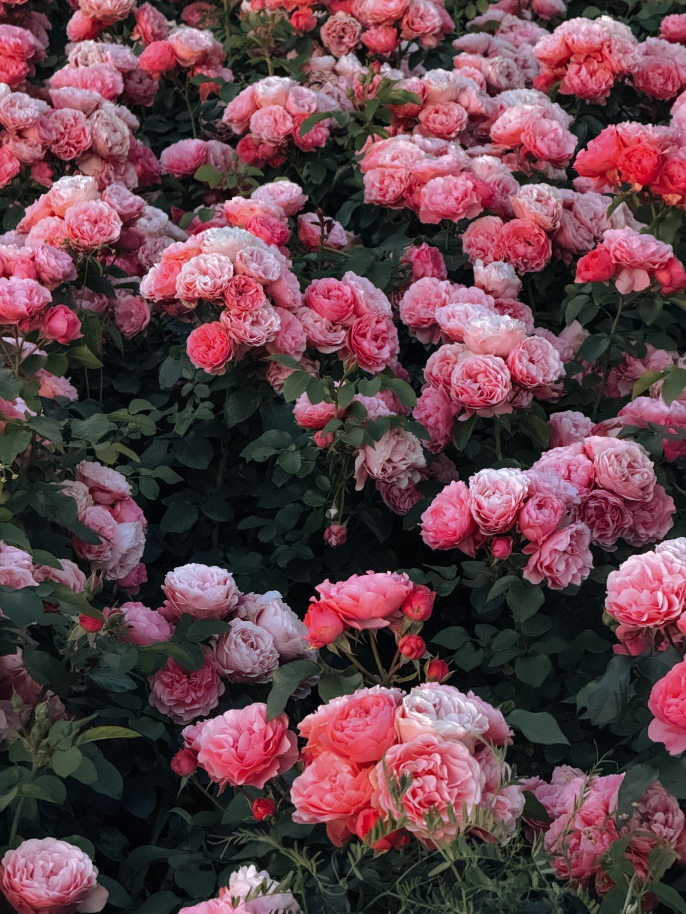 A stunning display of vibrant pink roses in full bloom, capturing the beauty of nature