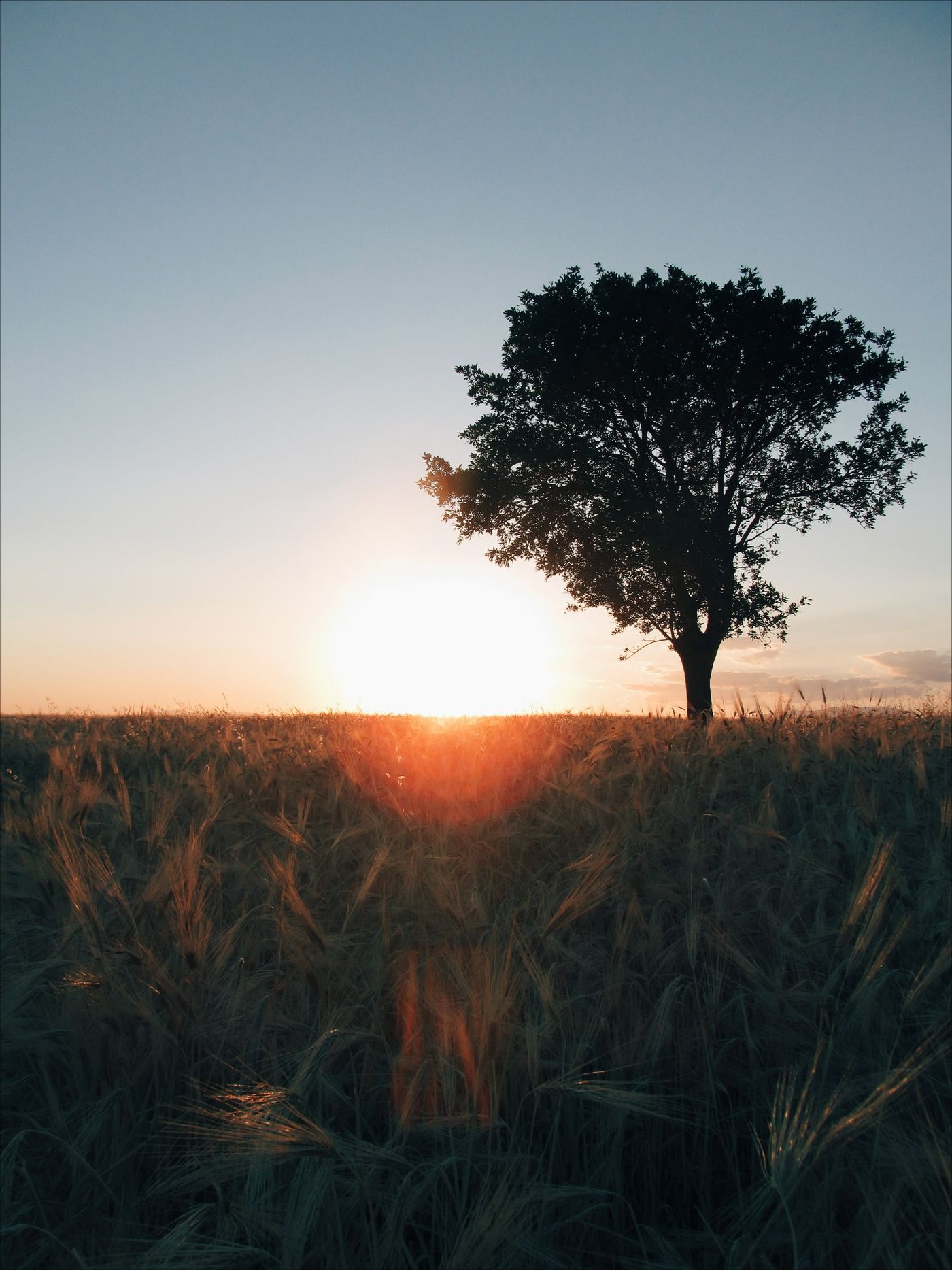 Captivating silhouette of a tree with golden hues during sunset in a tranquil field