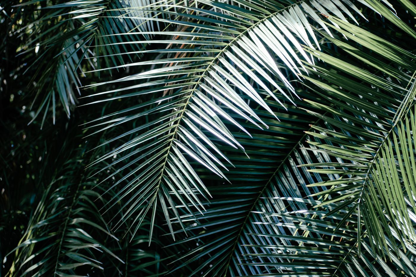 Close-up of tropical palm fronds with sunlight casting intricate patterns on the leaves