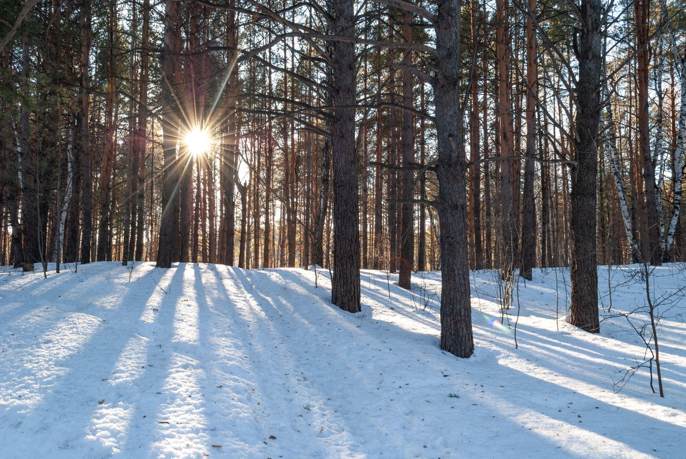 Sunlight peeks through tall pine trees in a snowy forest, casting long shadows